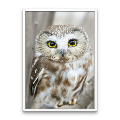 Portrait de hibou